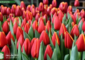 Tulipa Body Builder ® (3)